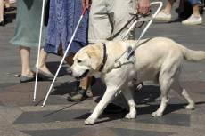 seeing eye dog