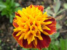 marigold flowers