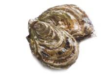 oysters