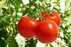 tomatoes growing