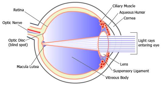 eyeball cross section